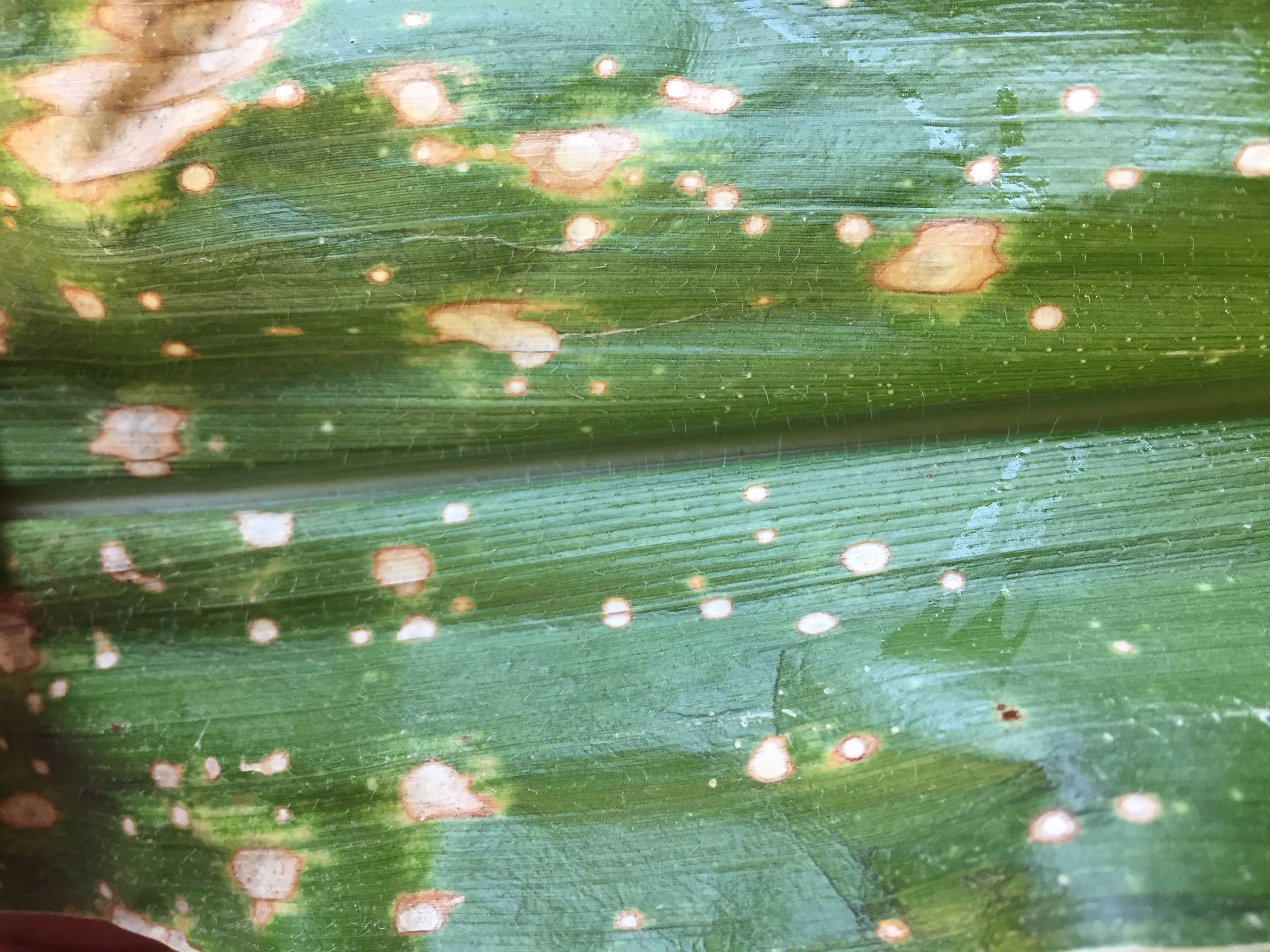 corn disease Figure 1JPG